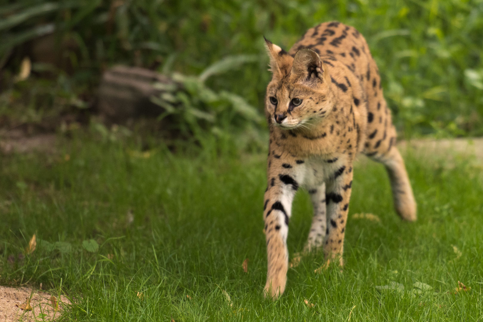 Serval in der Dämmerung