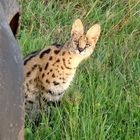 Serval in der Masai Mara