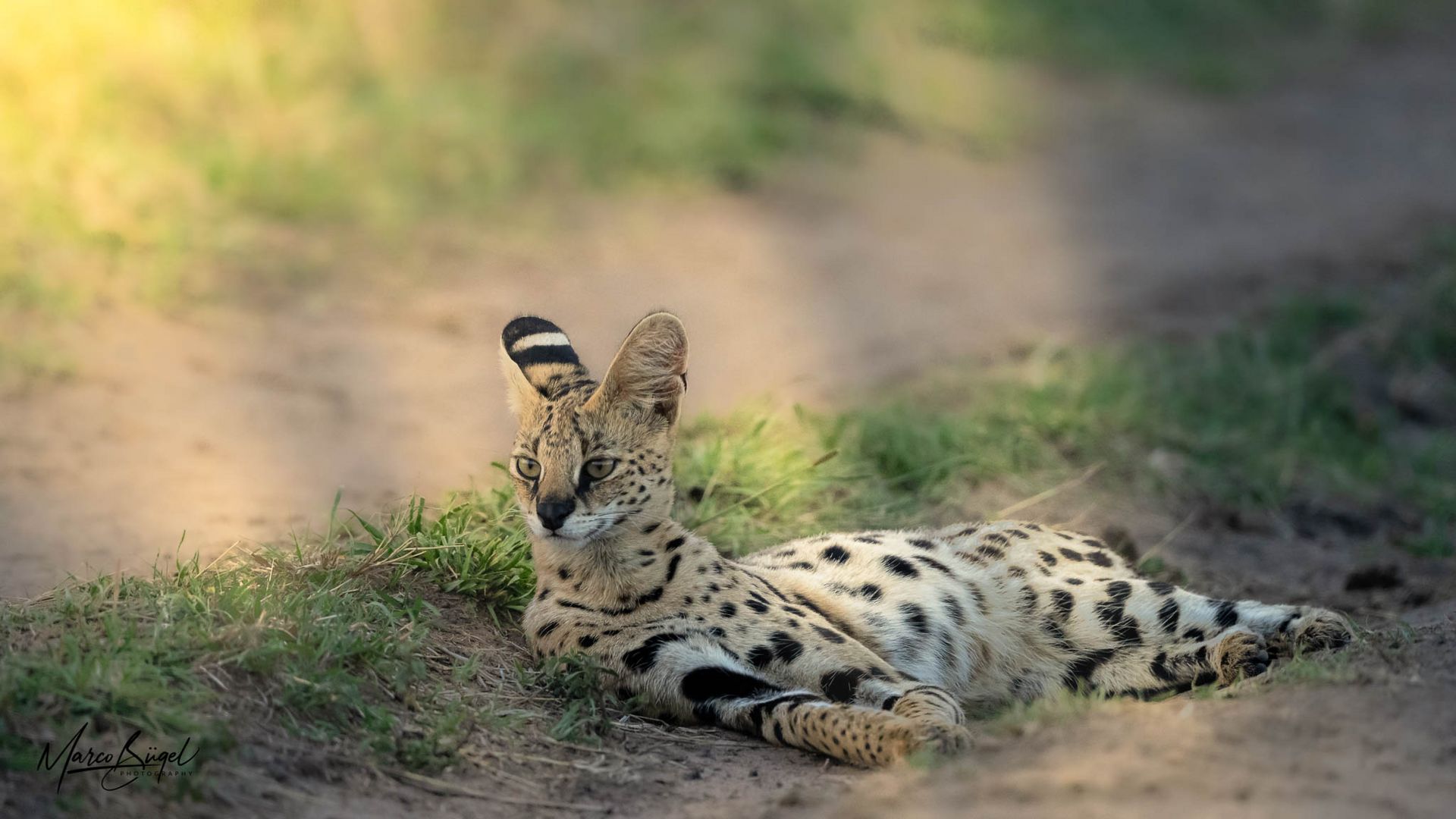 Serval in der Masai Mara