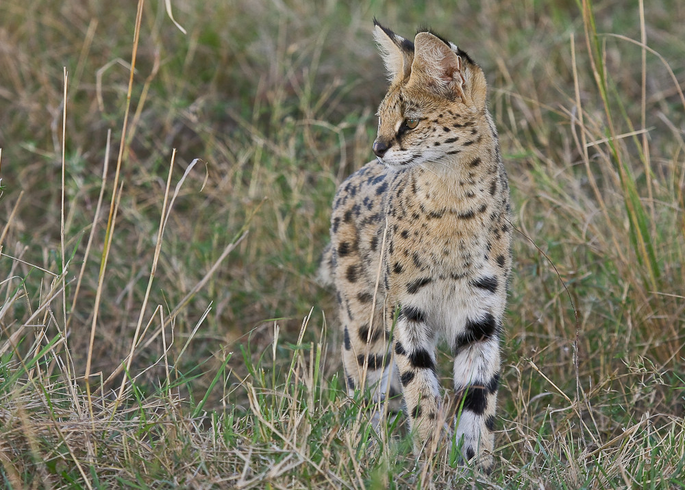 Serval in der Massai Mara