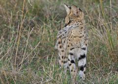 Serval in der Massai Mara