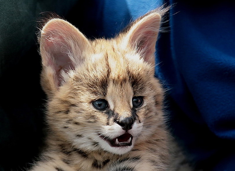 serval in der sonne