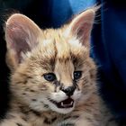 serval in der sonne