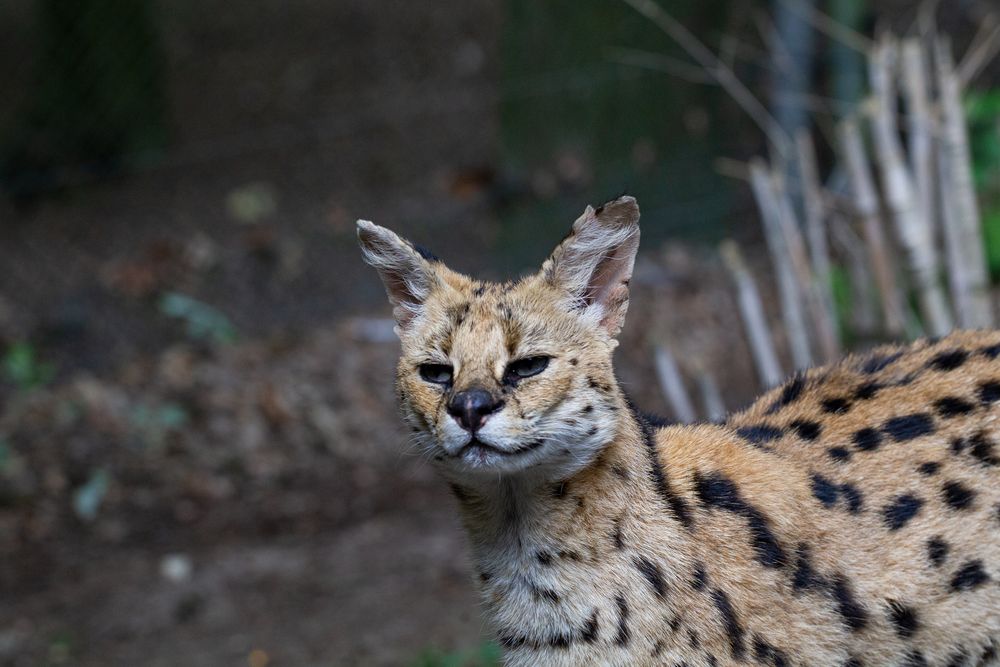 serval in die jahre gekommen