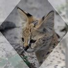 Serval Jungtier