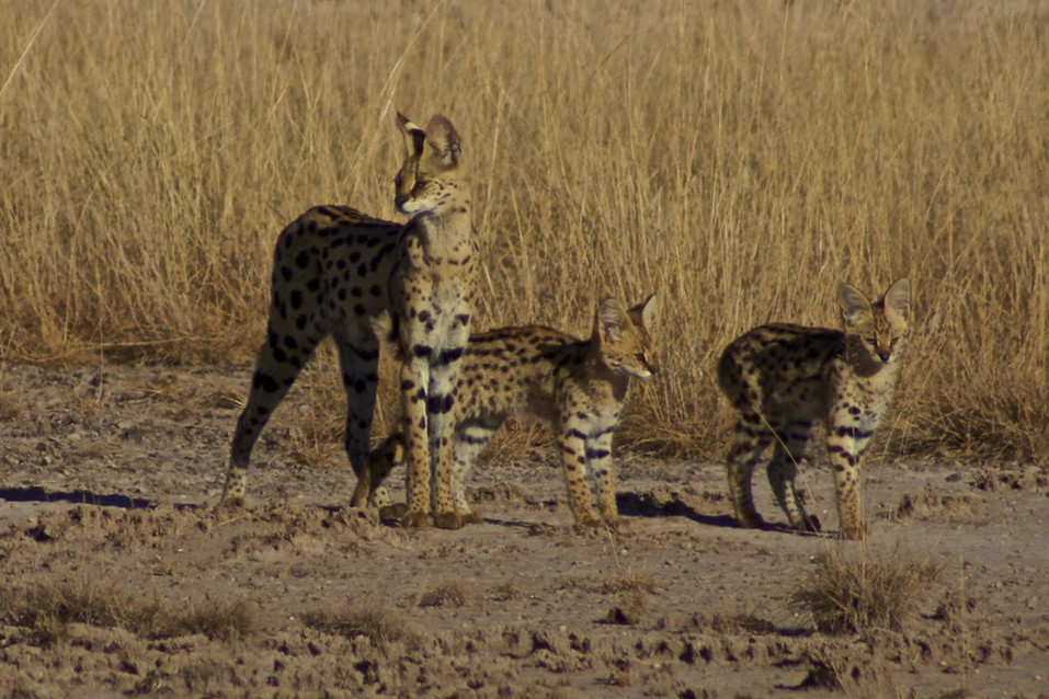 Serval Katzen