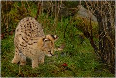 Serval-Kind auf der Pirsch