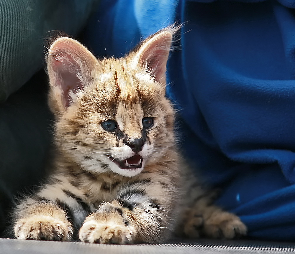 serval-kitten