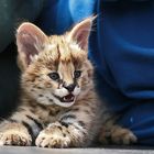 serval-kitten