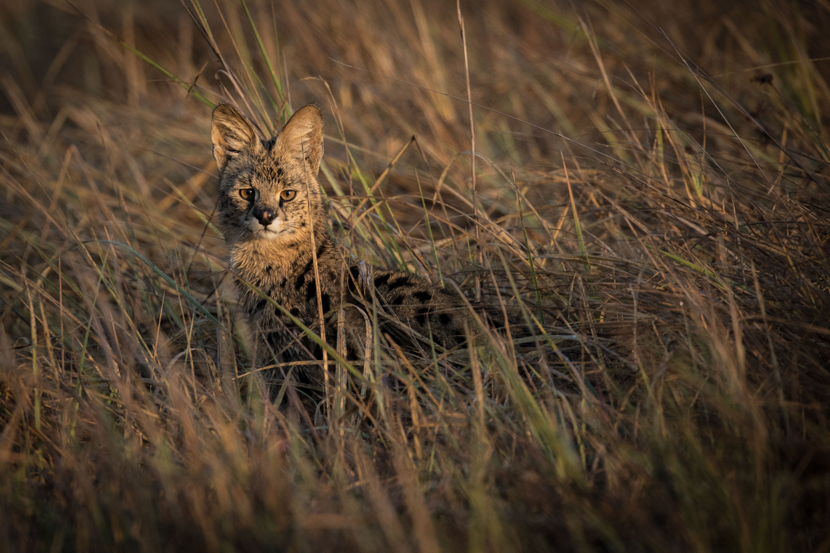 Serval (Leptailurus serval)