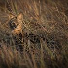 Serval (Leptailurus serval)