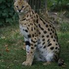 Serval (Leptailurus serval) !!