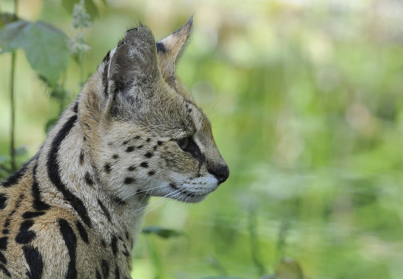 Serval (Leptailurus serval)