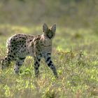 Serval Masi Mara