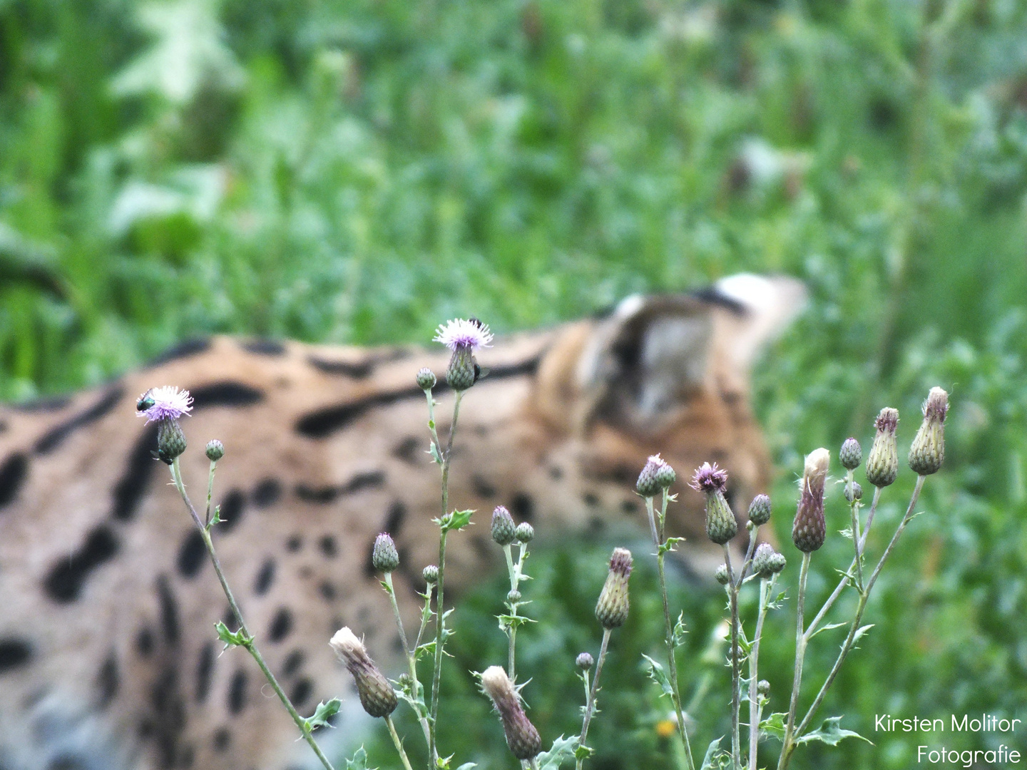 Serval meet Nature