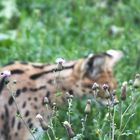 Serval meet Nature