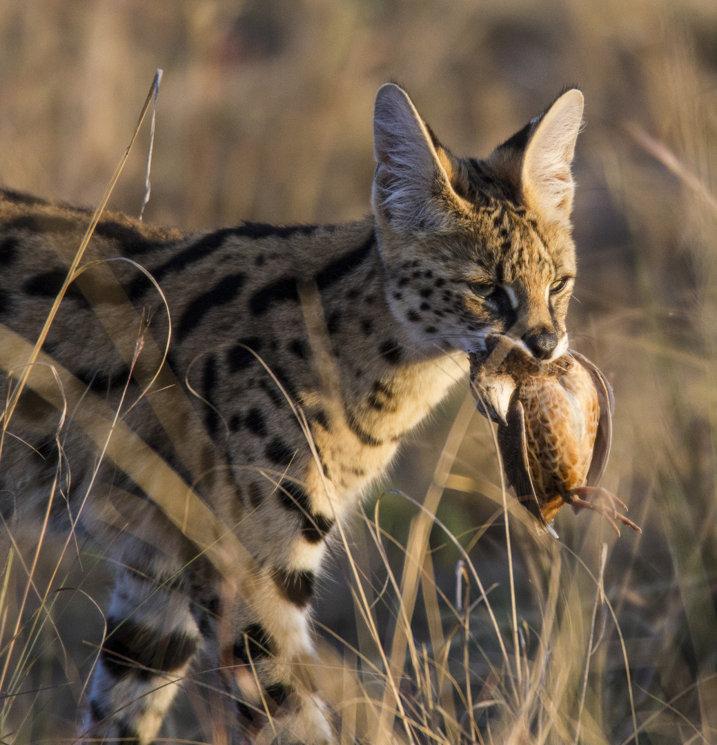 Serval mit Beute