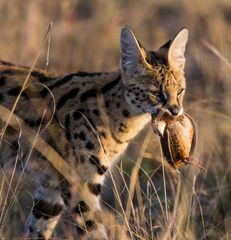 Serval mit Beute