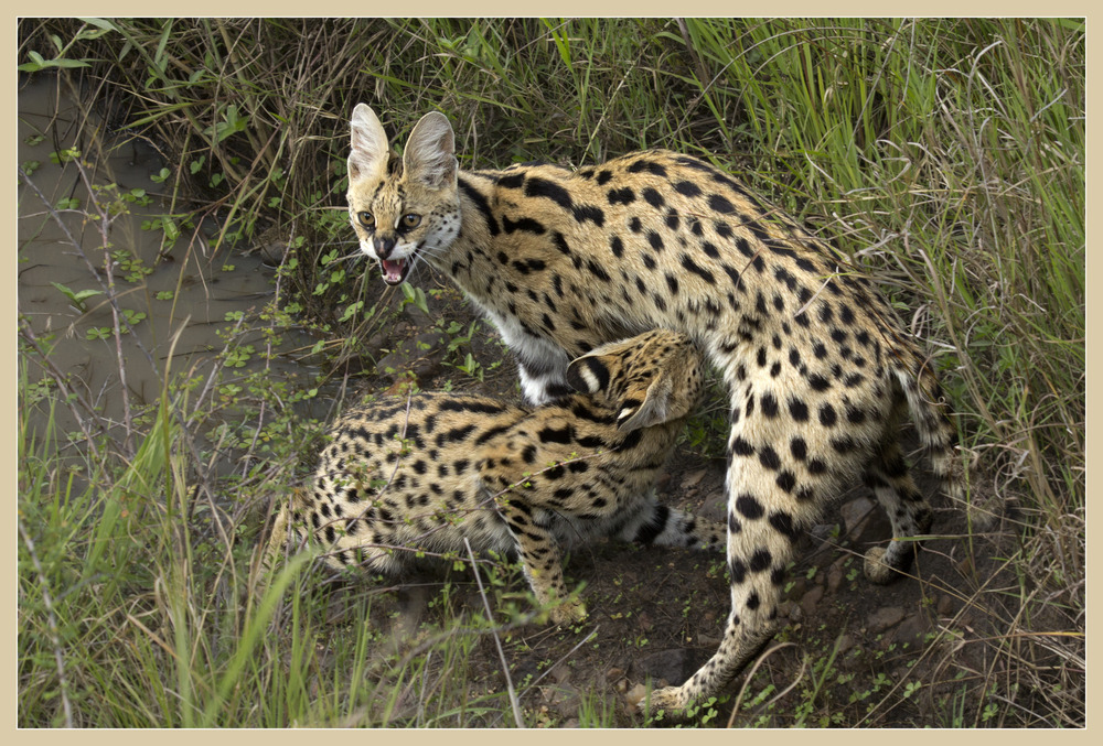 Serval mit Jungtier