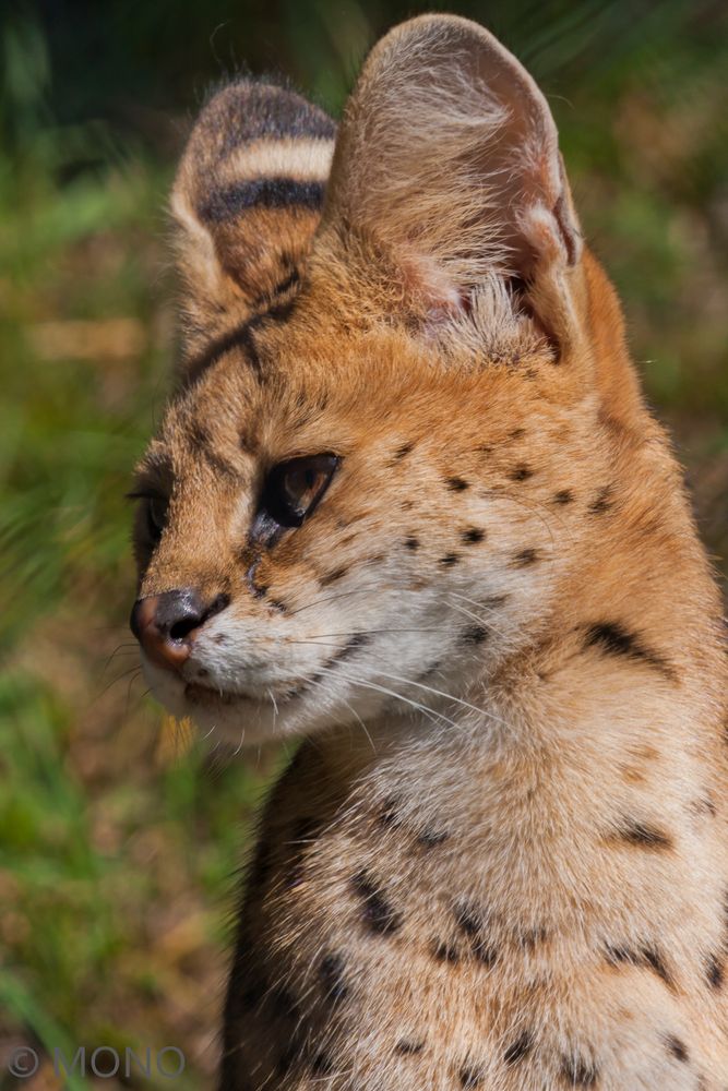 Serval - mit Rundohren