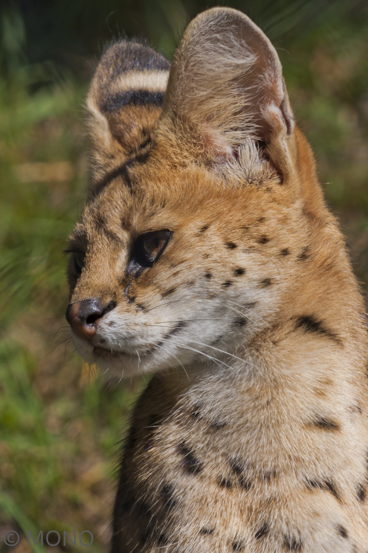 Serval - mit Rundohren