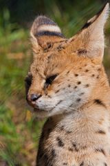 Serval - mit Spitzohren