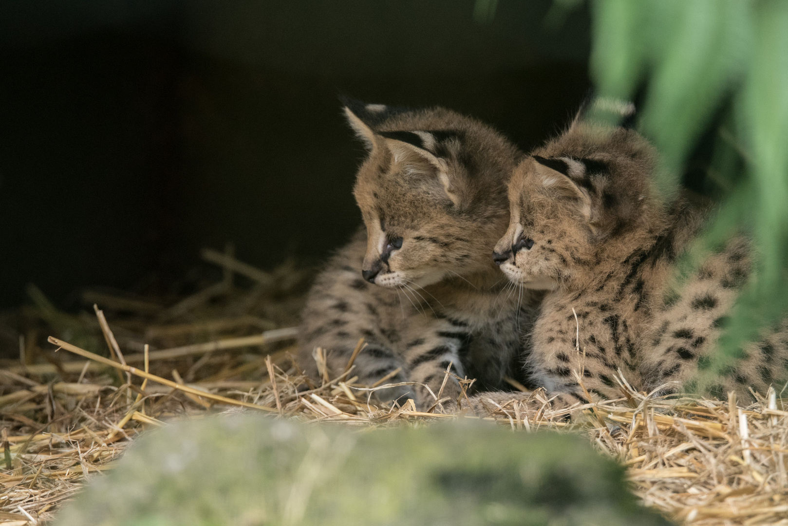 serval nachwuchs