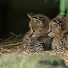 serval nachwuchs