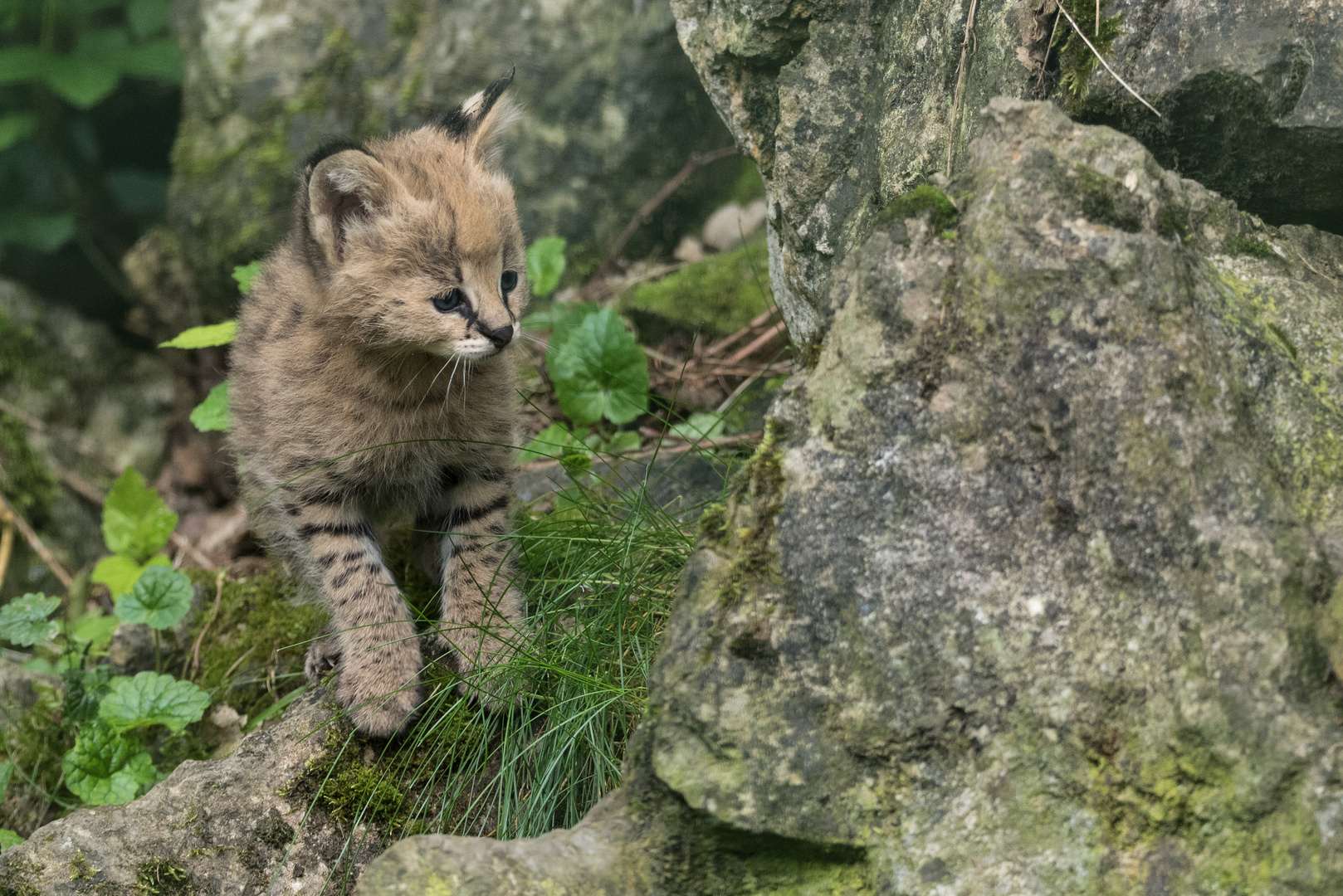 serval nachwuchs