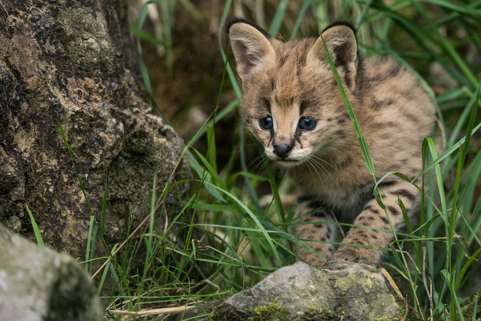 serval nachwuchs