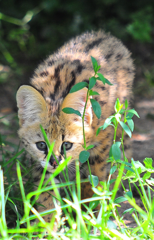 Serval Nachwuchs