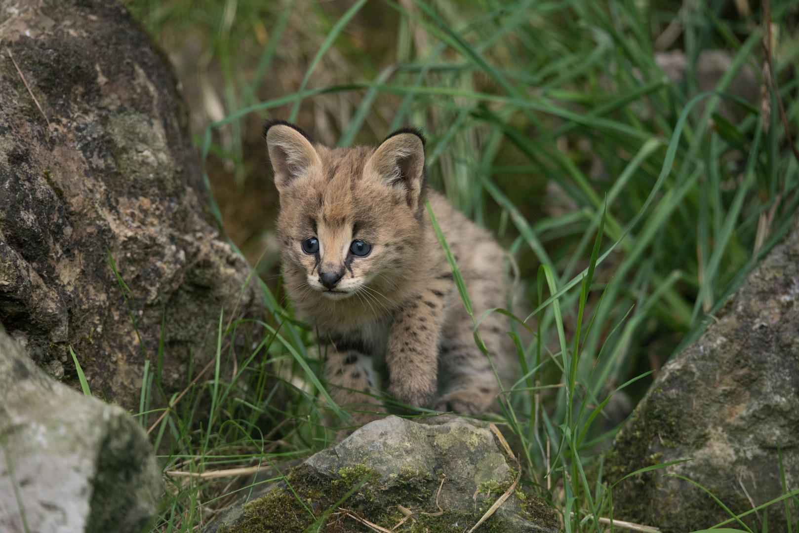 serval nachwuchs