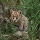 serval nachwuchs