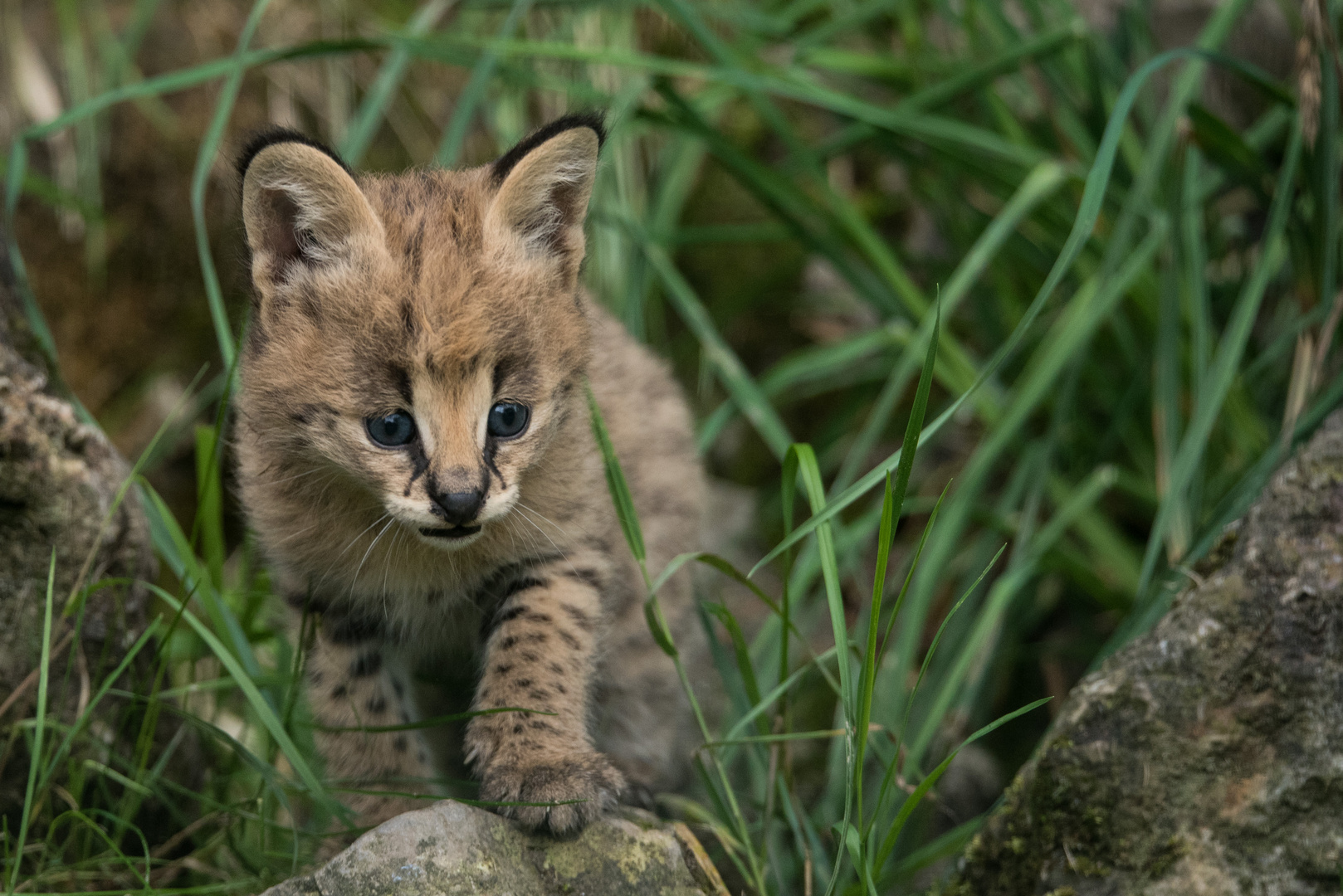 serval nachwuchs