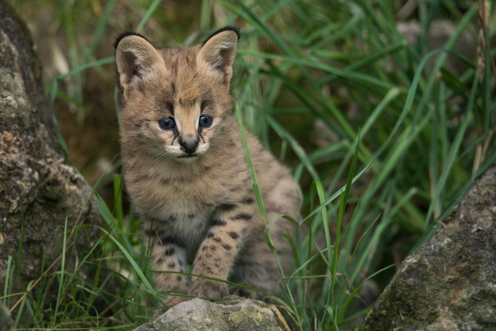 serval nachwuchs