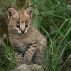 serval nachwuchs