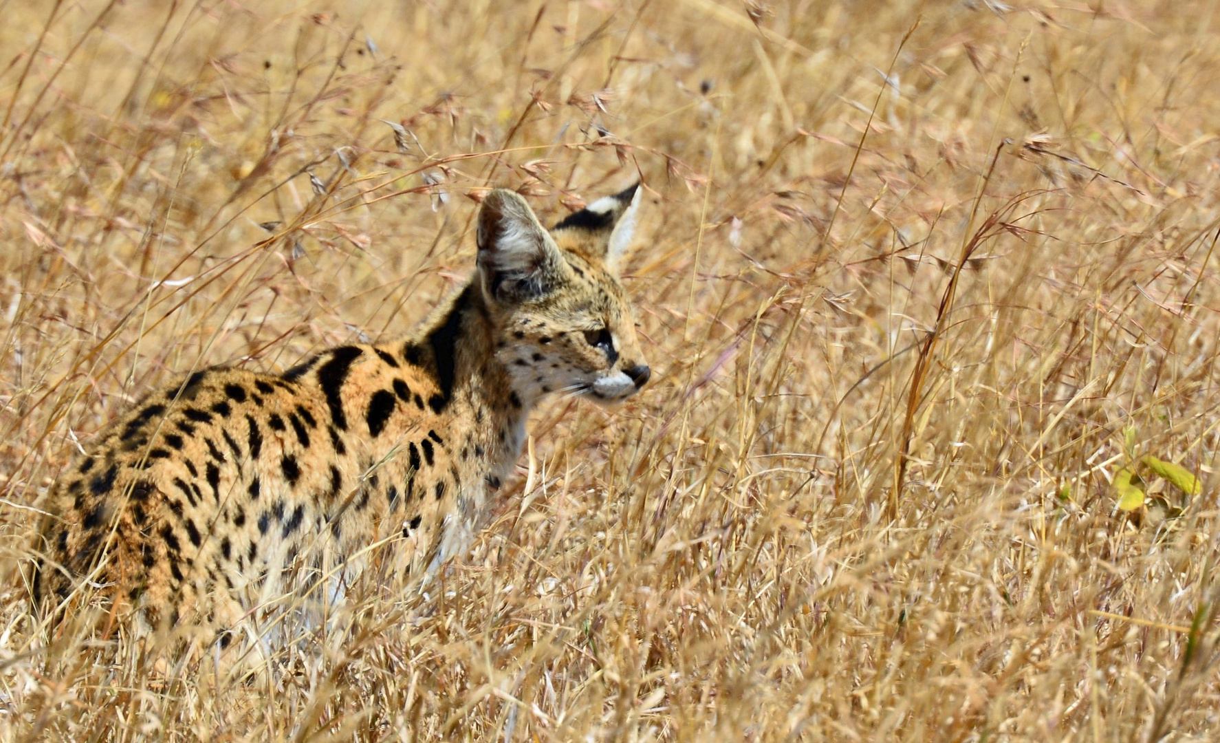 Serval  -  Ngorongoro-Krater