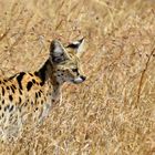 Serval  -  Ngorongoro-Krater