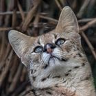 Serval-Portrait 003