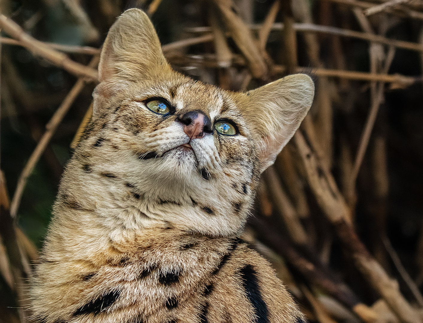 Serval-Portrait 01