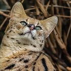 Serval-Portrait 01