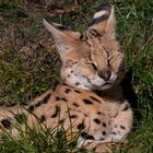 Serval - Siesta