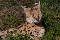 Serval - Siesta