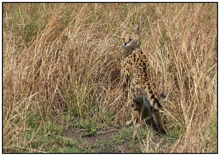 Serval statt Crossing