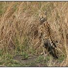 Serval statt Crossing