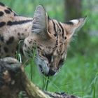 serval-vegetarier