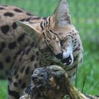 serval-vegetarier regennasses gras