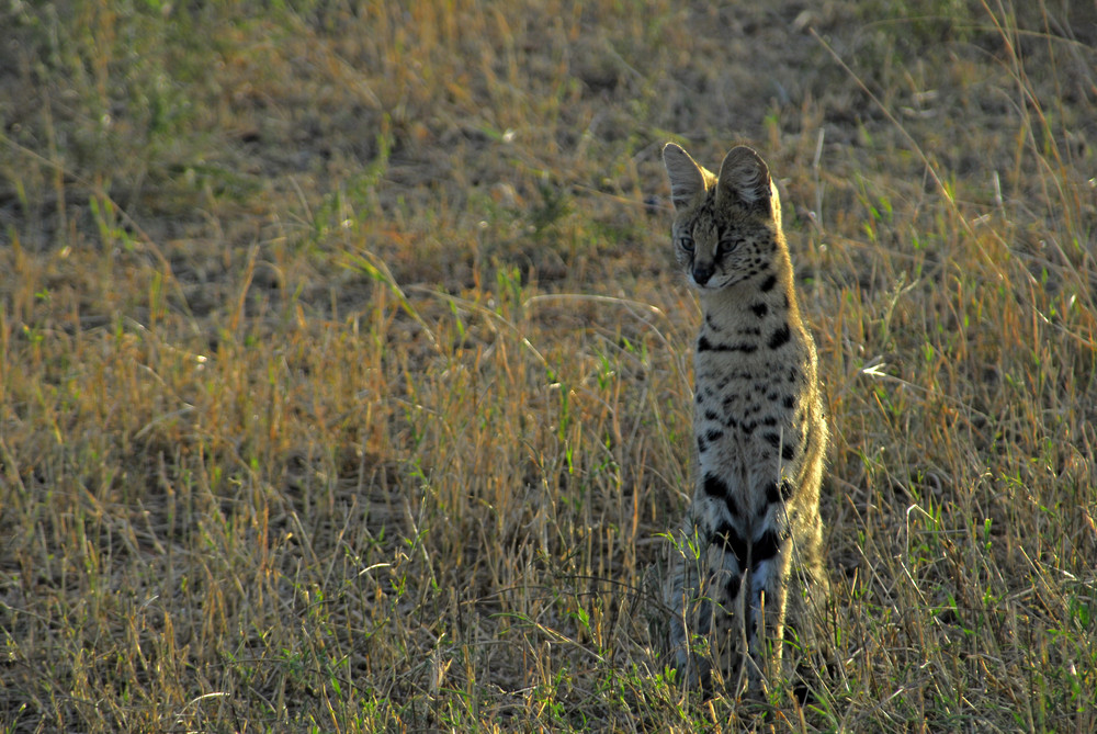 serval - welch ein glück!!