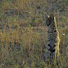 serval - welch ein glück!!