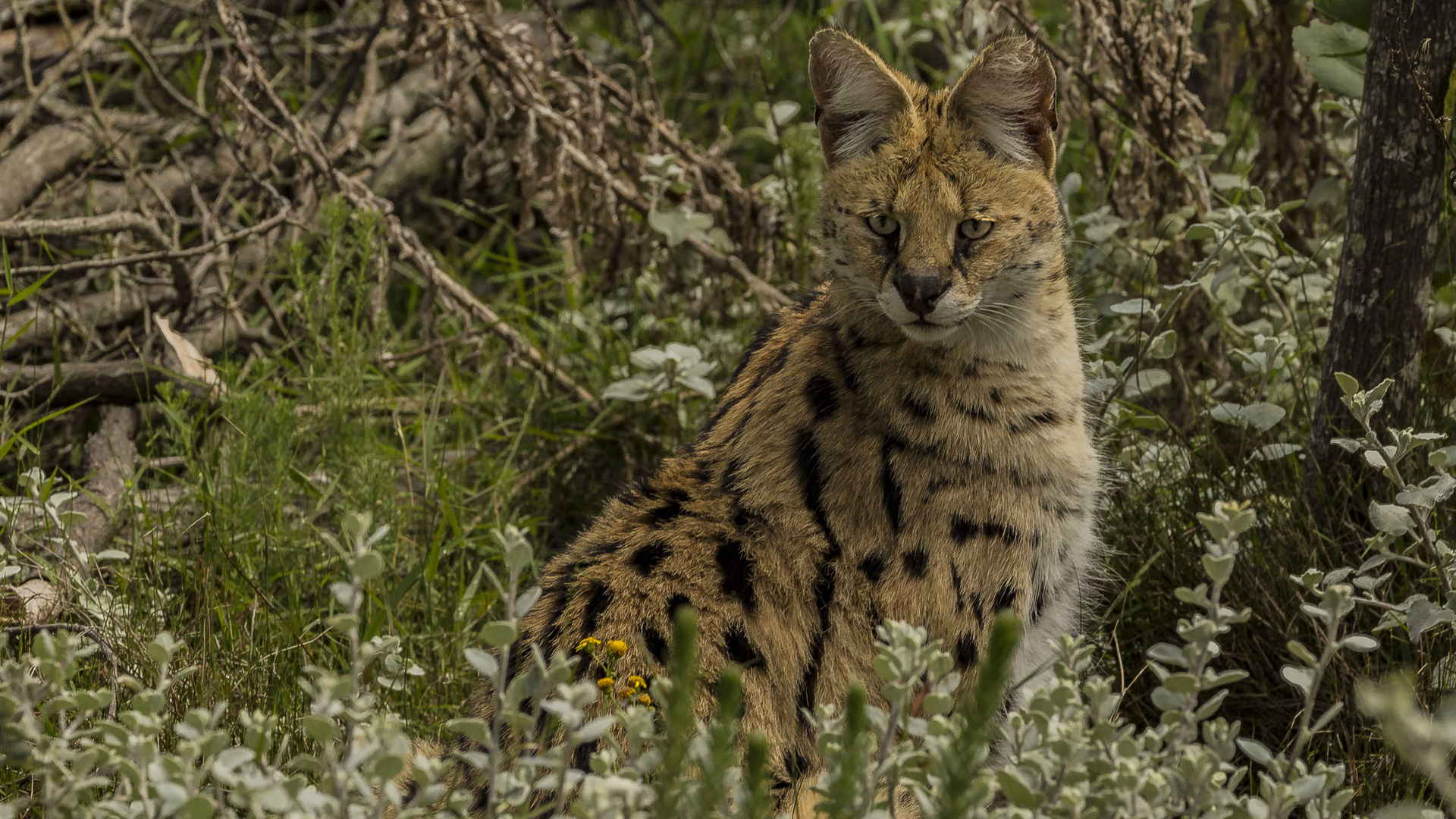 SERVAL WILDKATZE